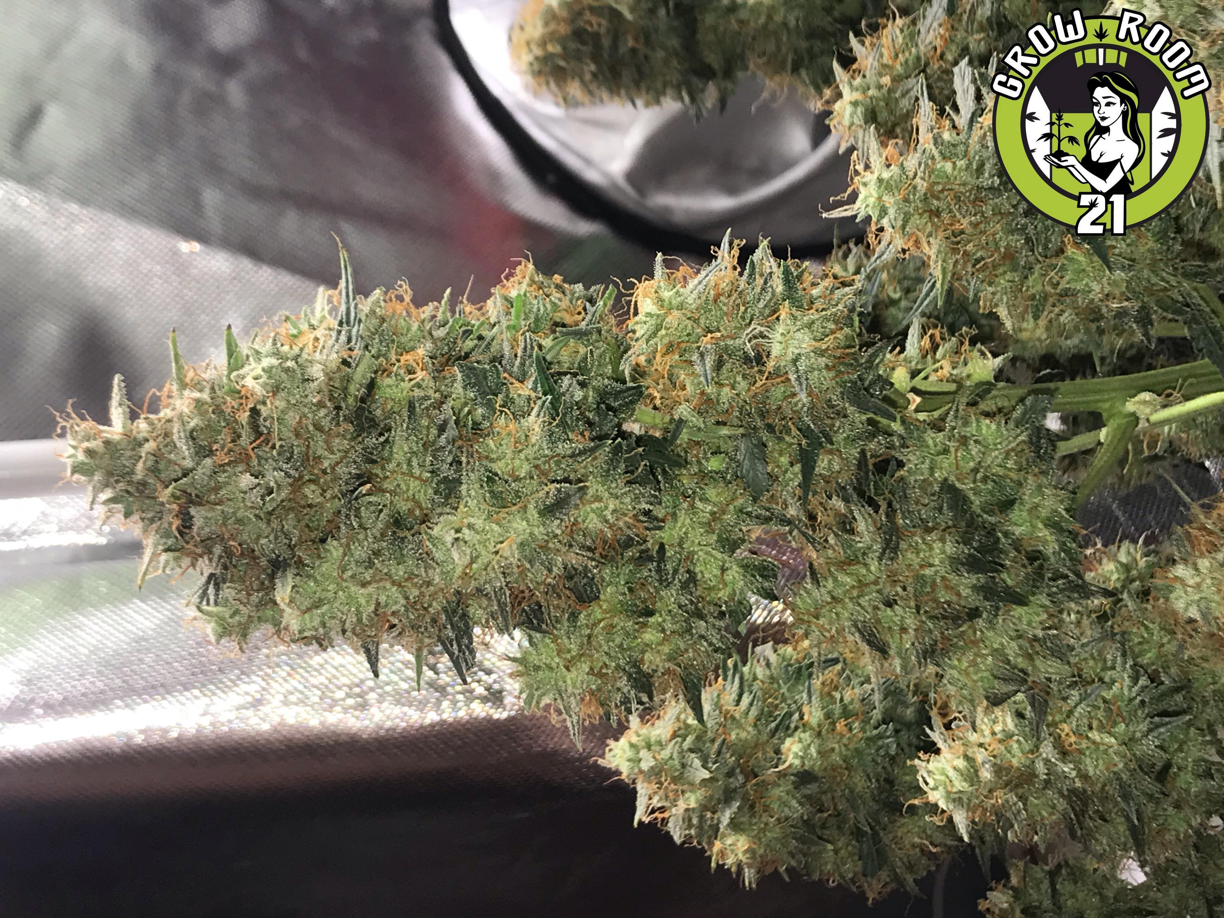 Bild von Auto Blueberry