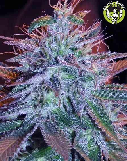 Bild von Auto Blueberry