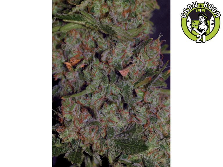 Bild von Auto Blueberry