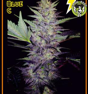 Bild von Deep Blue C