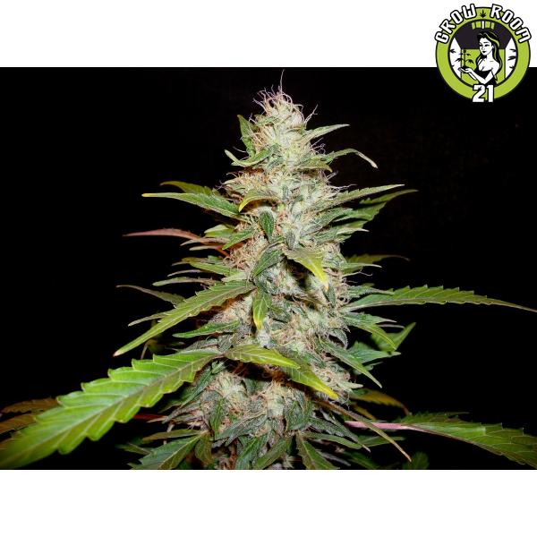 Bild von Auto Lavender