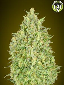 Bild von Auto Pineapple Glue