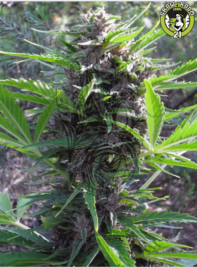 Bild von Auto Purple Kush