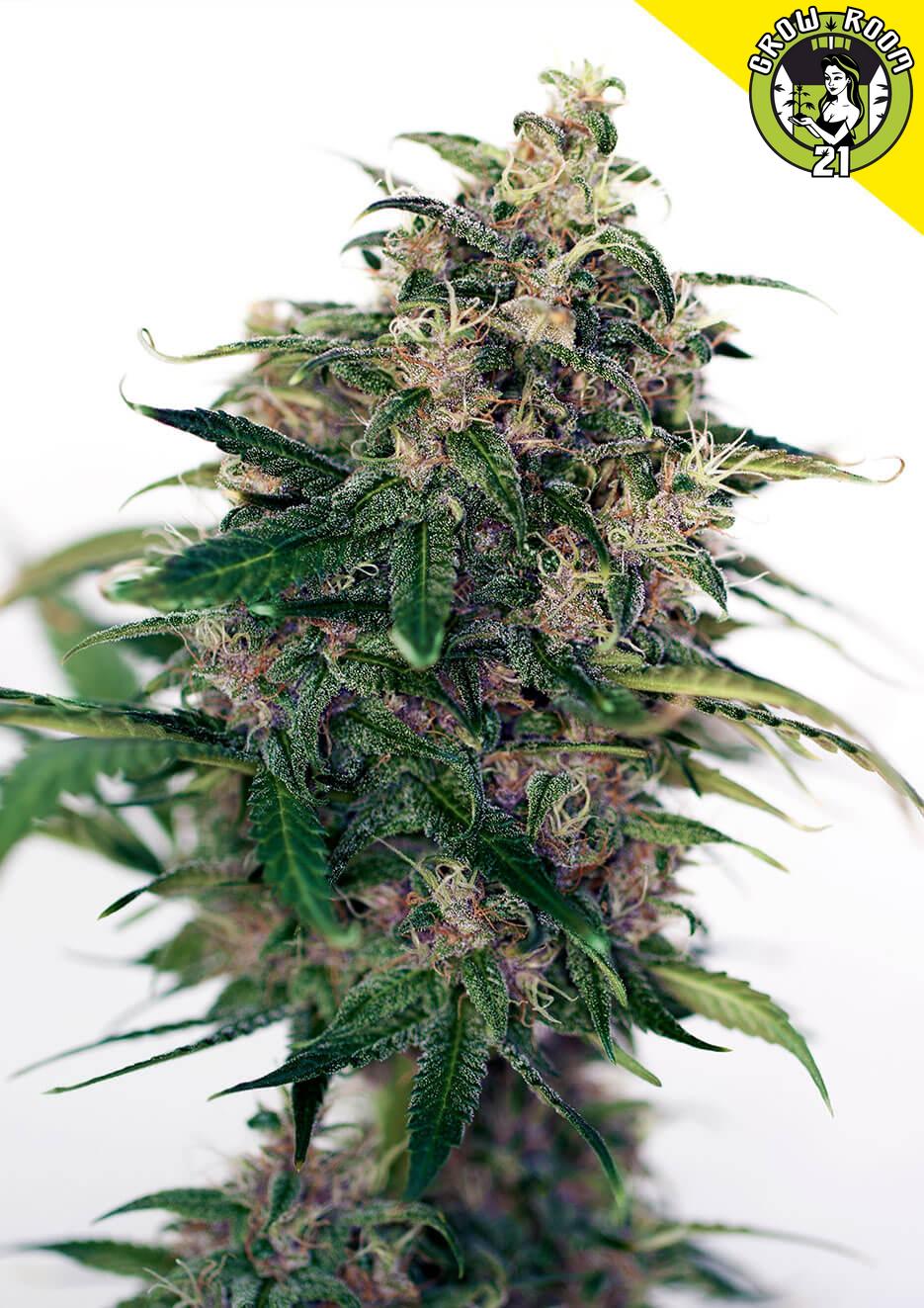 Bild von Auto Somango 47