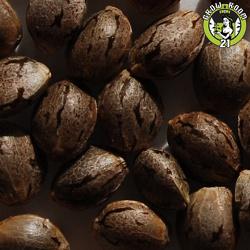 Bild von Automatic Jack