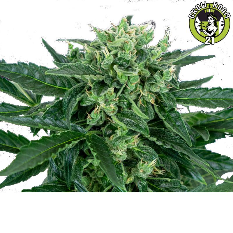 Bild von Automatic Organic Lemon Haze