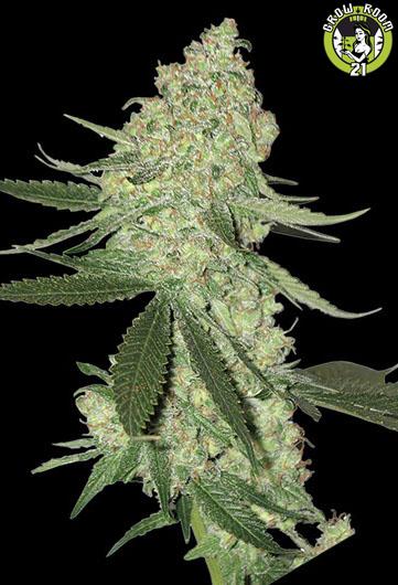 Bild von Big Cheese Auto