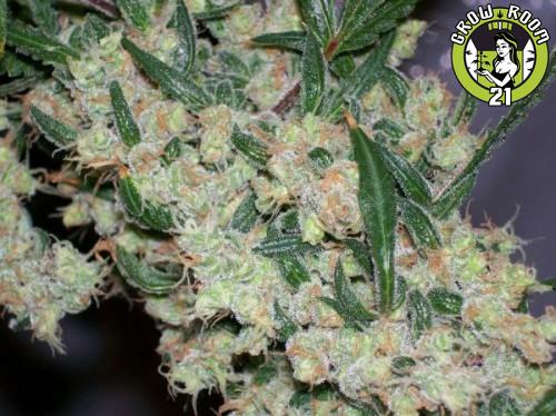 Bild von Billy Meiers Bud