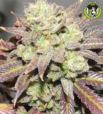 Bild von Blue Cheese