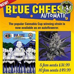 Bild von Blue Cheese Automatic