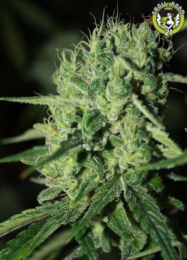 Bild von Blue Haze Train