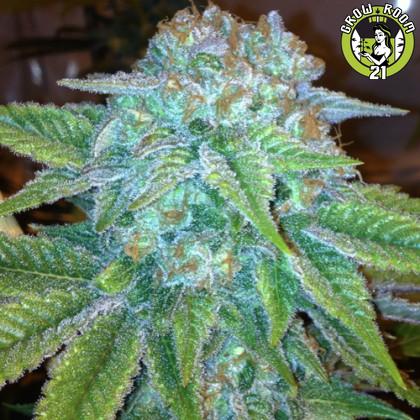 Bild von Blue Lavender