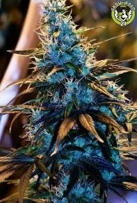 Bild von Blue Mystic