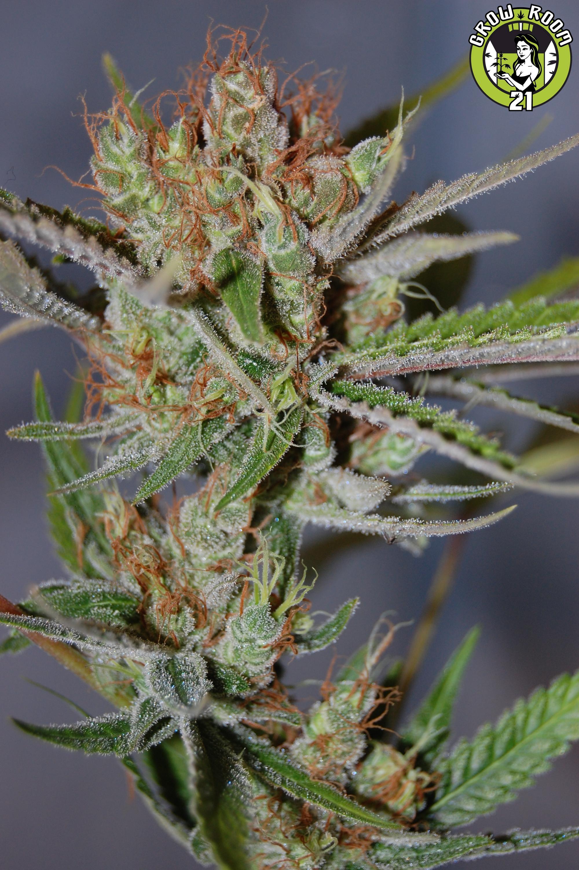 Bild von Blue Rocket