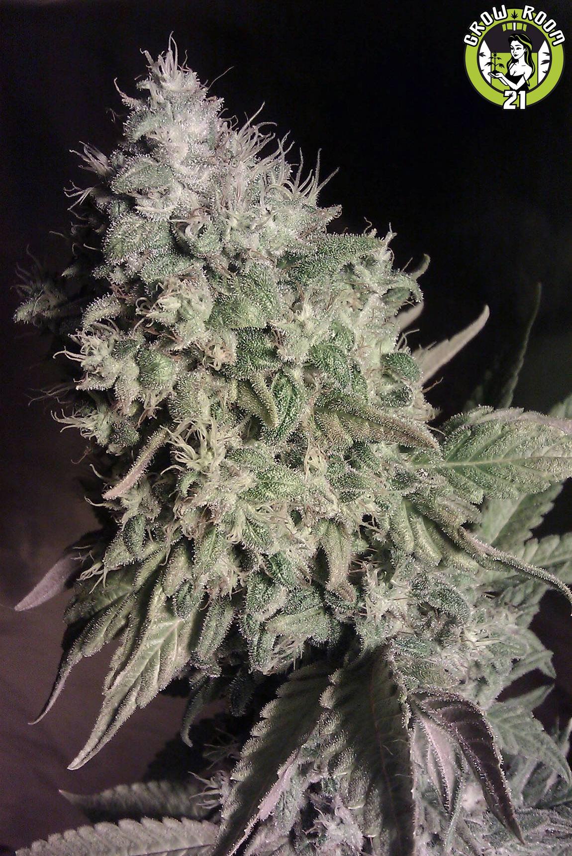 Bild von Blue Shark