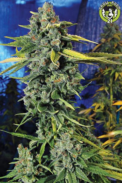 Bild von Blue Treat