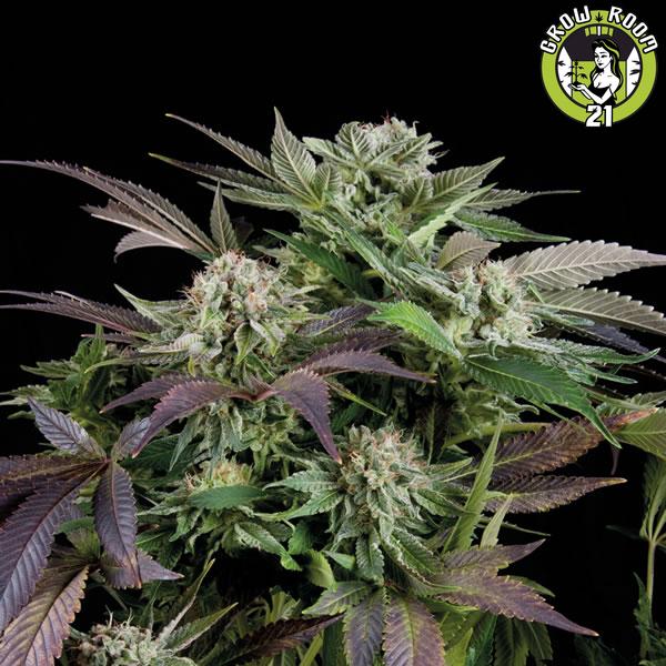 Bild von Blueberry Auto