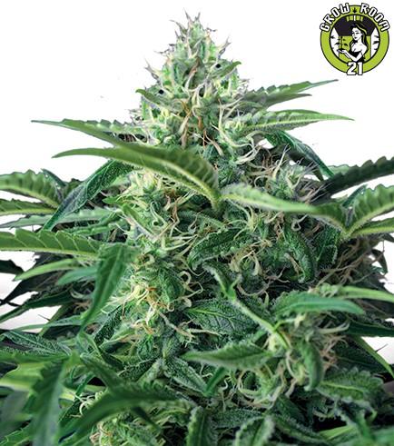 Bild von Bubble Kush Autoflowering