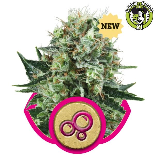 Bild von Seeds Bubble Kush