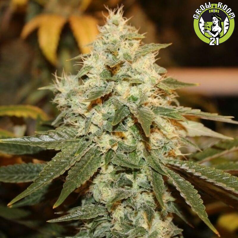 Bild von CBD Chemdawg 4