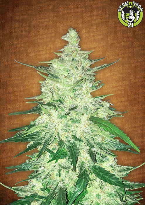 Bild von CBD Crack