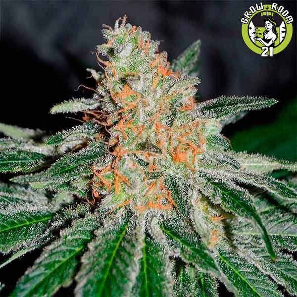 Bild von CBD Jam