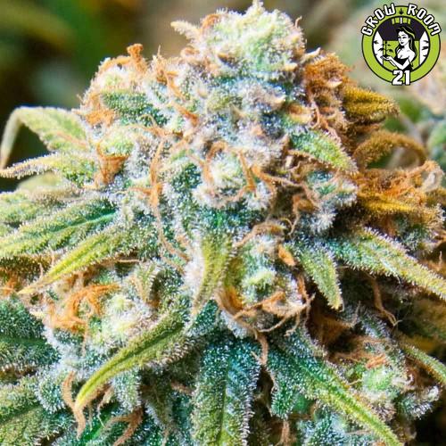 Bild von CBD Medi Kush