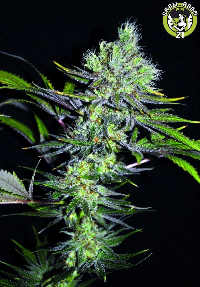 Bild von CBD Sweet n Sour Widow