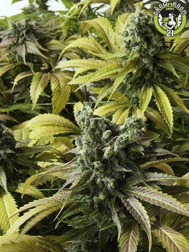 Bild von Desert Diesel