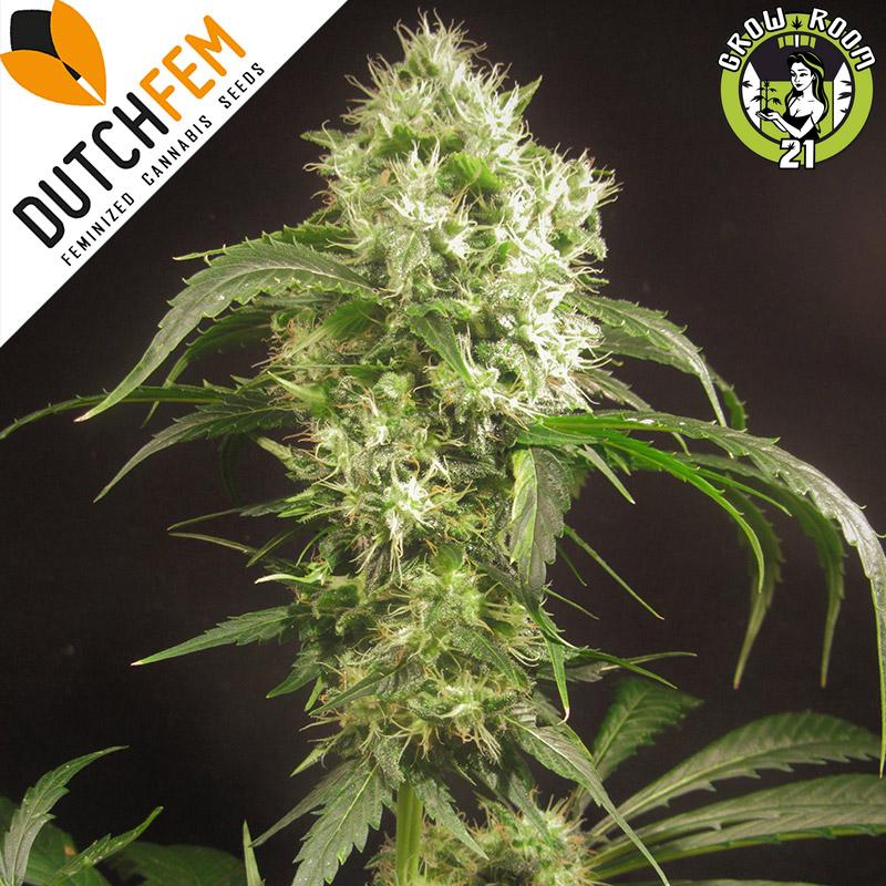 Bild von Doctor Diesel Automatic