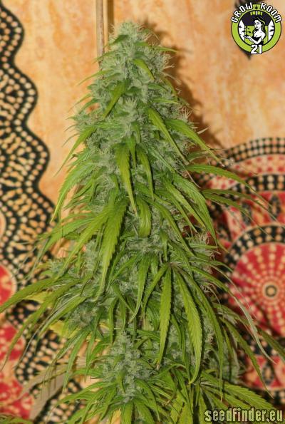 Bild von C5 Haze