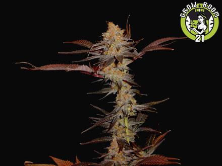 Bild von G13 Haze Lavender