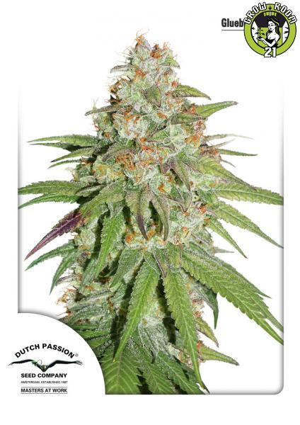 Bild von Glueberry O.G.