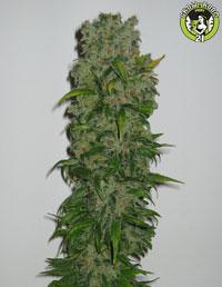 Bild von Goofy Grape