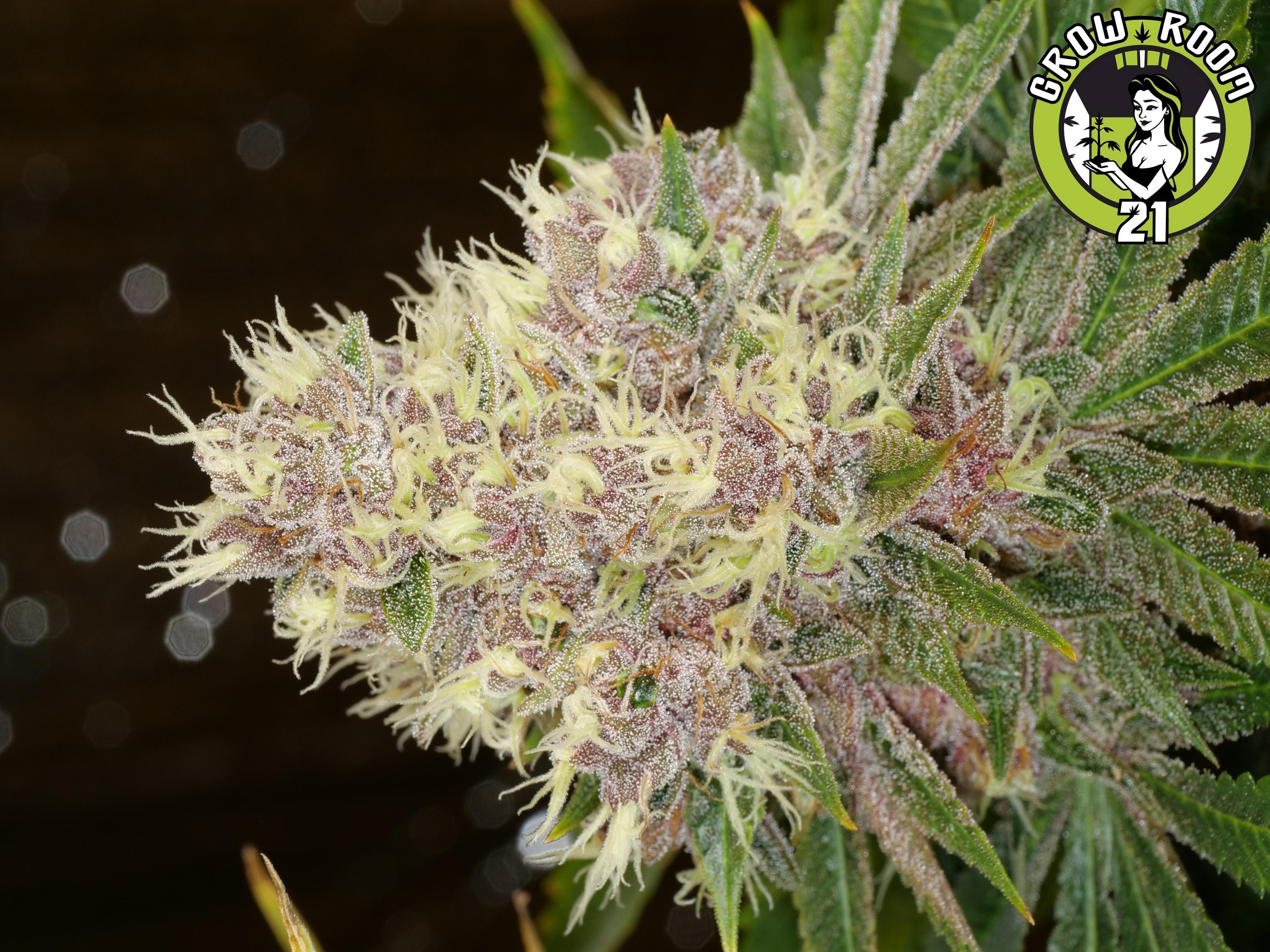 Bild von Grape LSD
