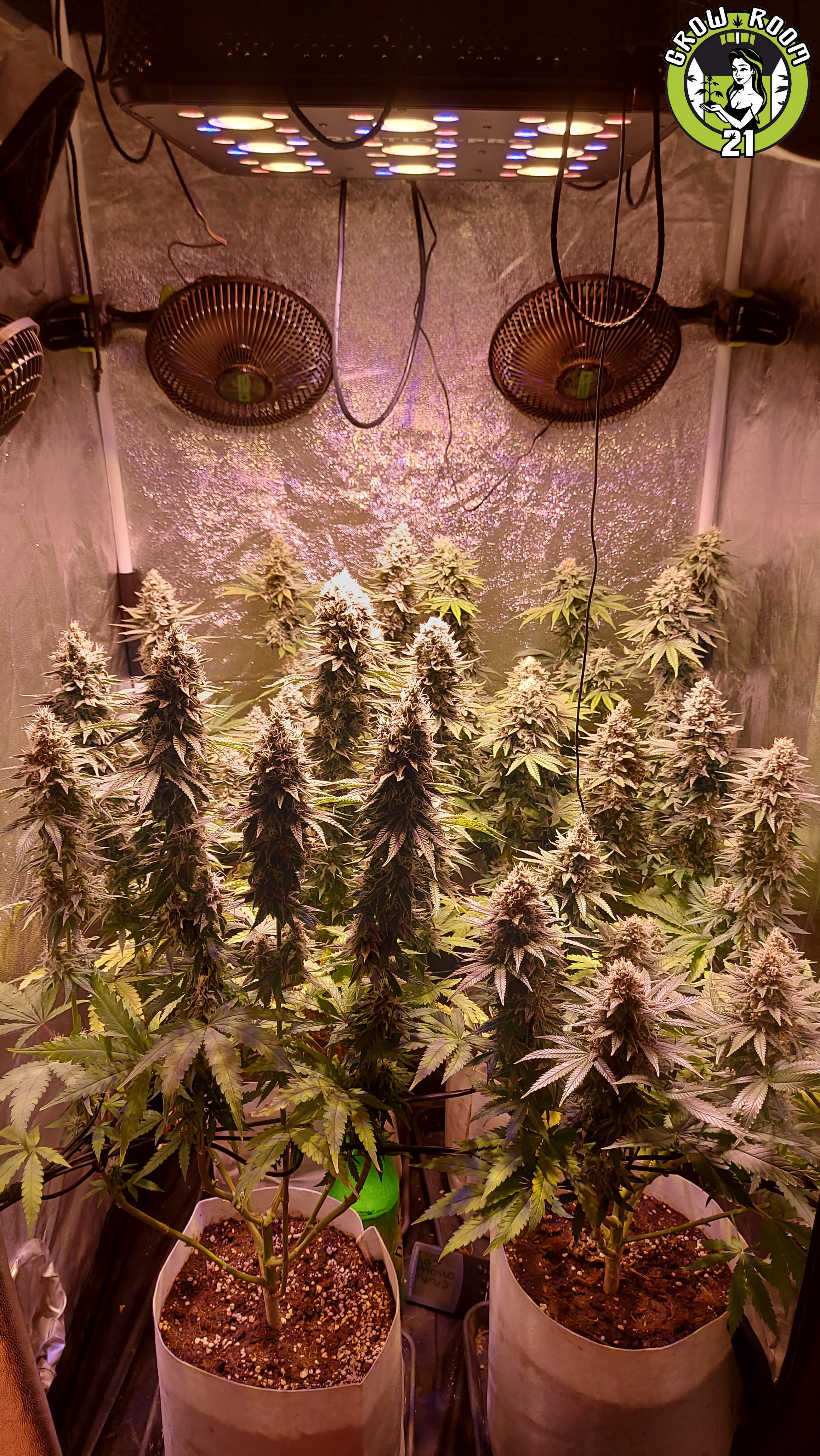 Bild von Guerrilla Norte x Blueberry Muffin