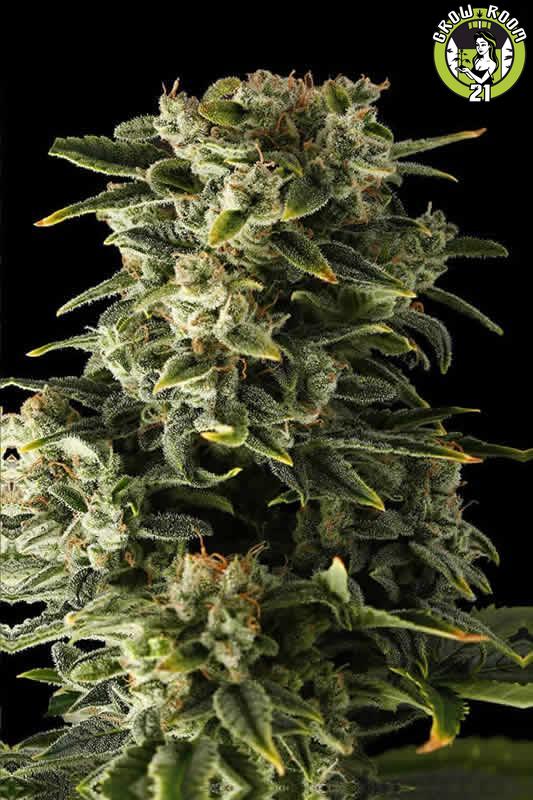 Bild von Haze Automatic