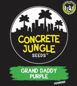 Bild von Grand Daddy Purple