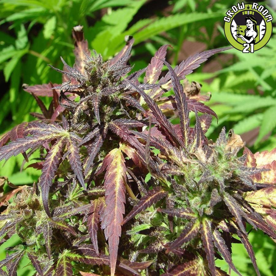 Bild von Hazerade XXL Auto