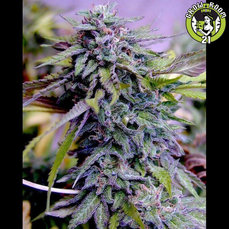 Bild von Grandaddy Purple