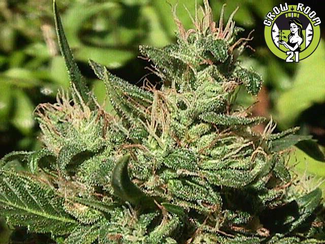 Bild von Jack Herer x NL5