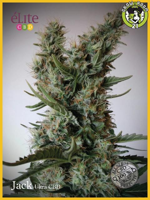 Bild von Jack Ultra CBD