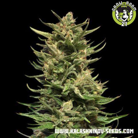 Bild von Kuban Doctor