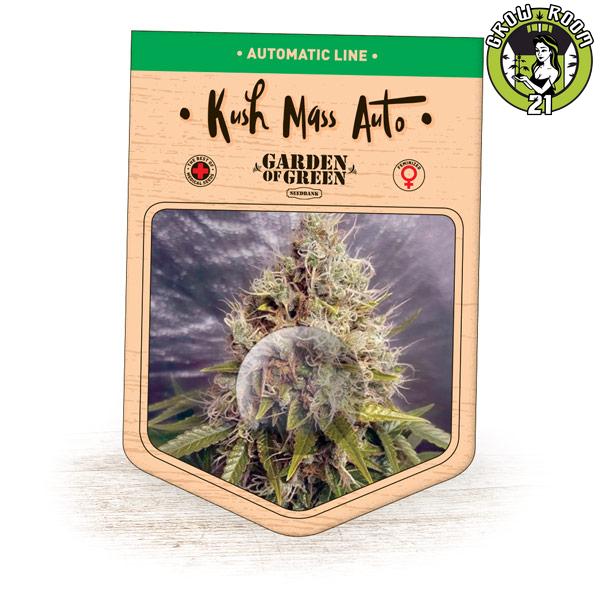 Bild von Kush Mass Auto
