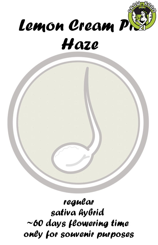 Bild von Lemon Cream Pie Haze