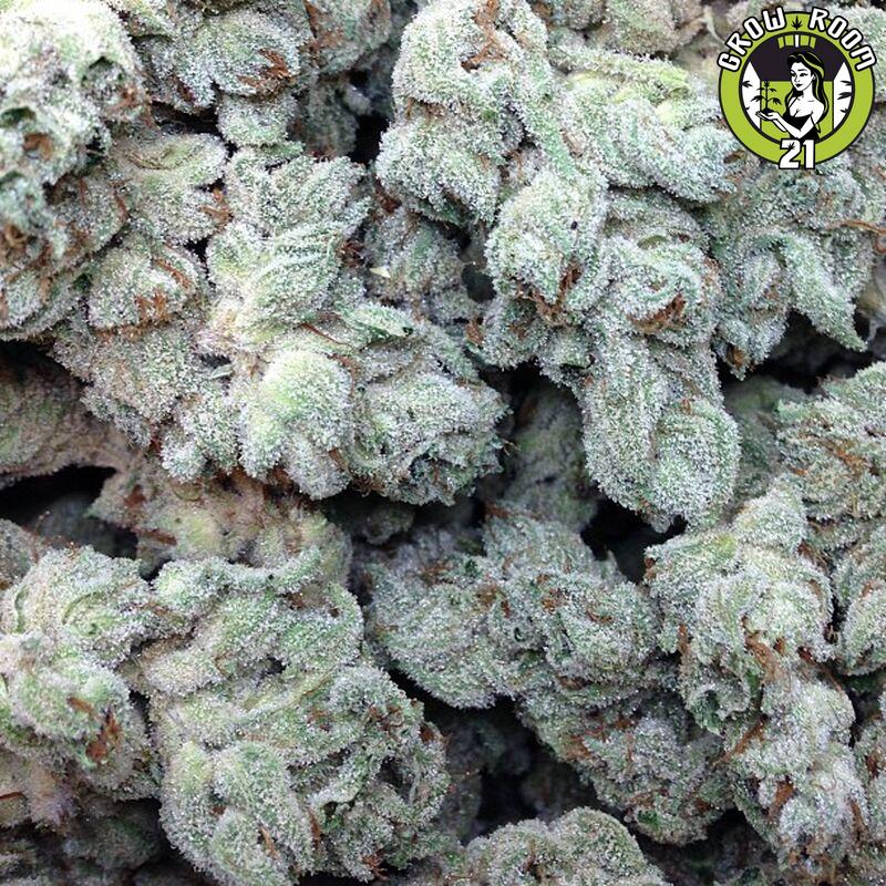 Bild von Lemonberry Haze Auto