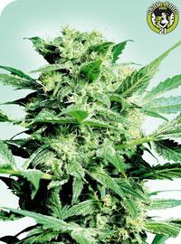 Bild von Shiva Skunk