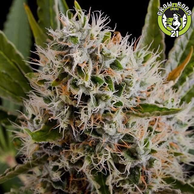 Bild von Lithium OG Kush Automatic