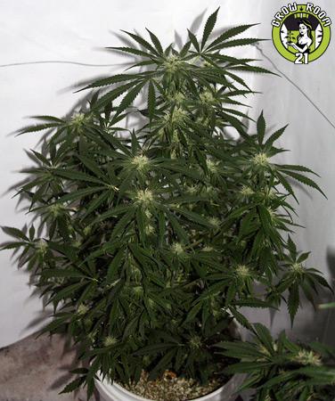 Bild von Mango Widow