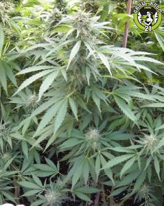 Bild von Master Kush